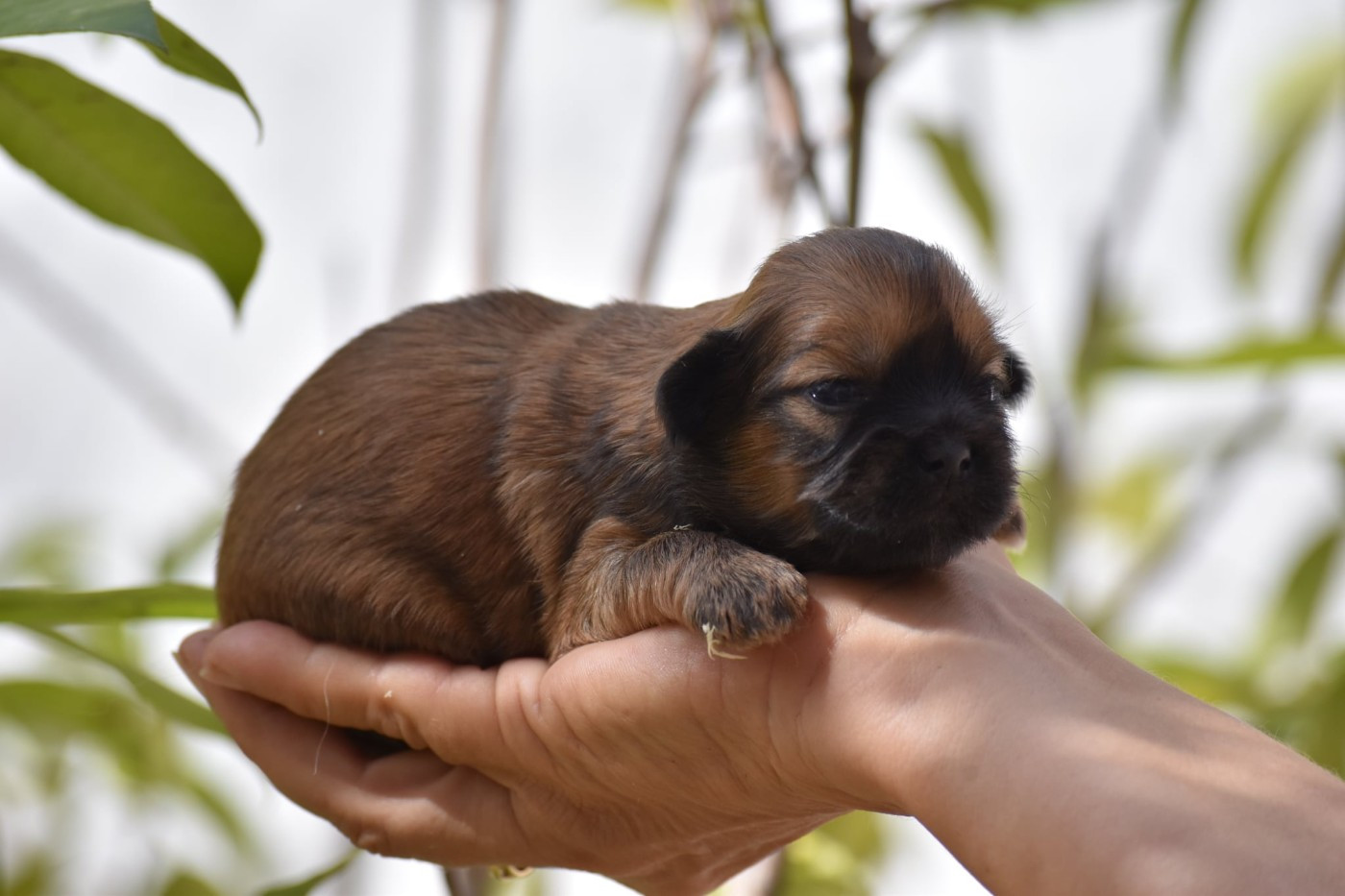 des contes de Gwelane - Chiots disponibles - Lhassa Apso