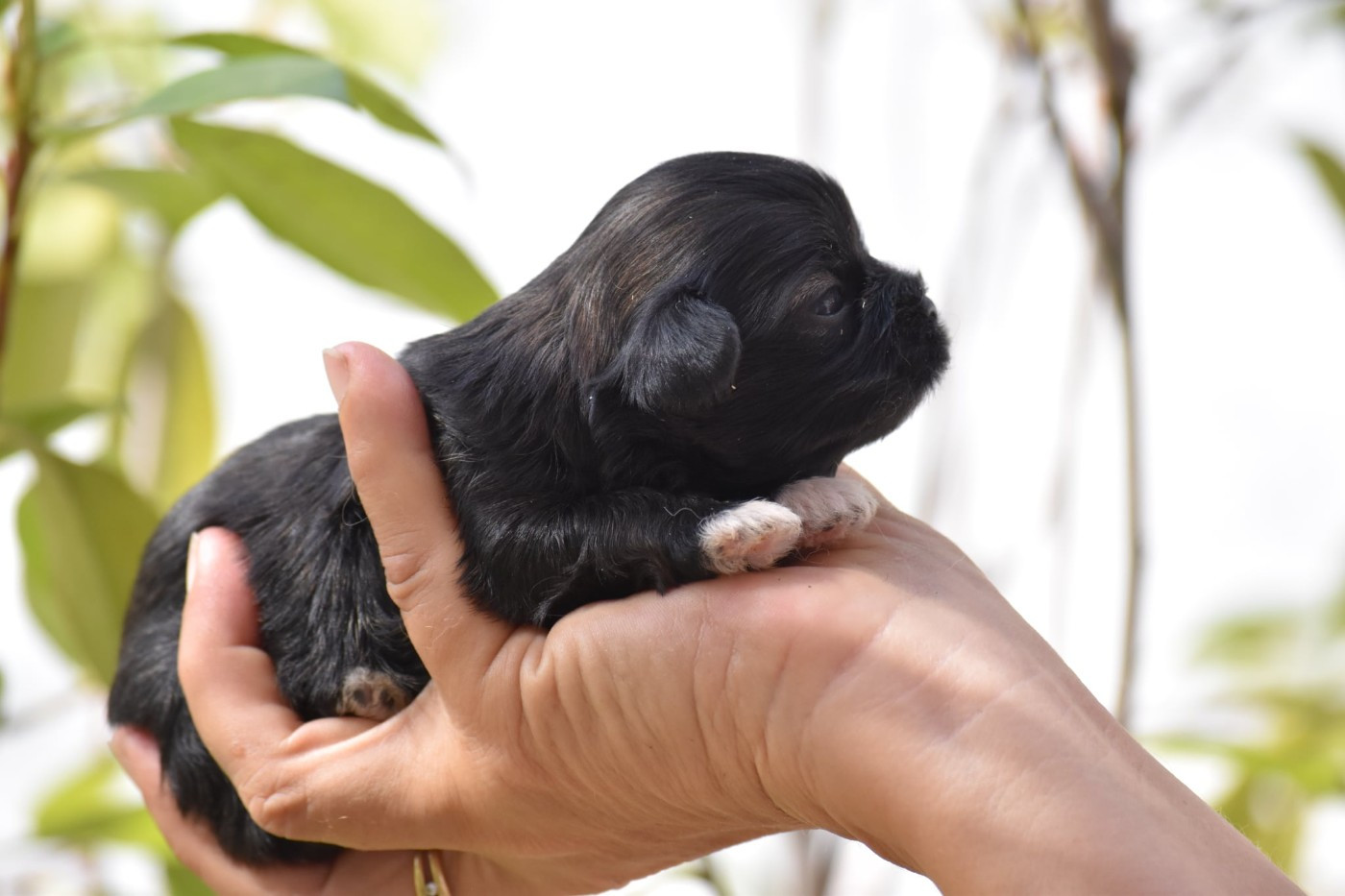 des contes de Gwelane - Chiots disponibles - Lhassa Apso