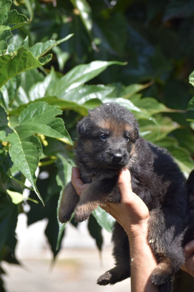 des contes de Gwelane - Chiots disponibles - Berger Allemand