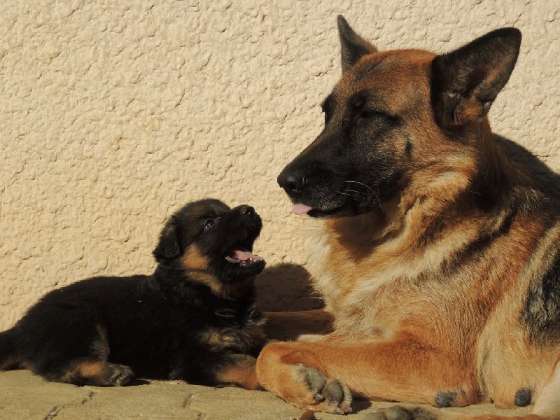 Chiot Berger Allemand des contes de Gwelane