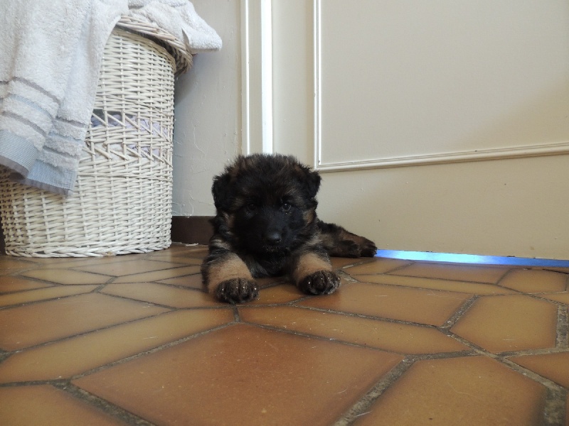 des contes de Gwelane - Berger Allemand Poil Long - Portée née le 08/12/2013