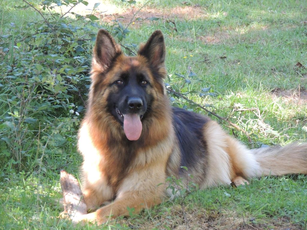 des contes de Gwelane - Berger Allemand Poil Long - Portée née le 18/05/2017