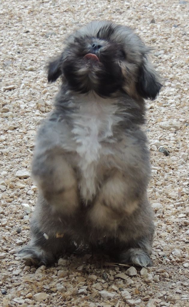 Chiot Lhassa Apso des contes de Gwelane
