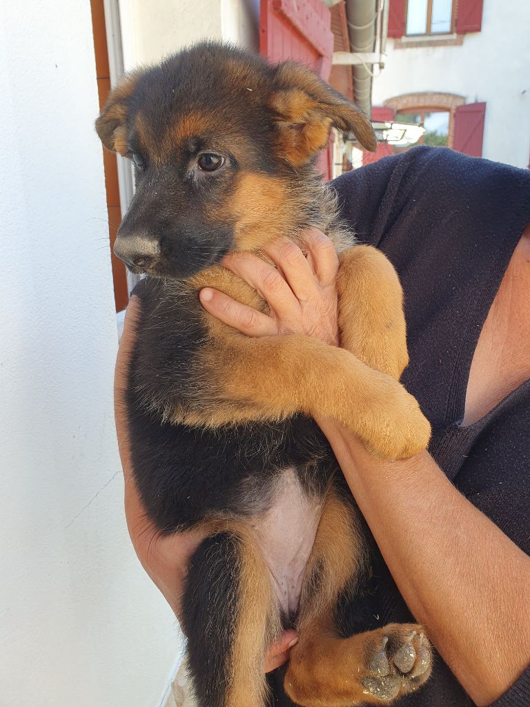 des contes de Gwelane - Chiots disponibles - Berger Allemand