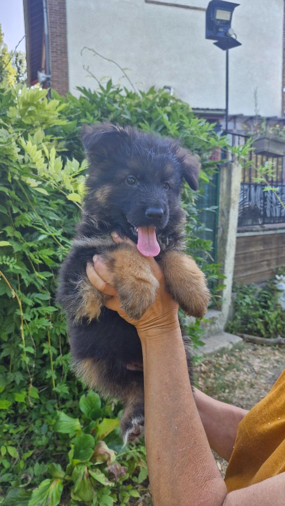 des contes de Gwelane - Chiots disponibles - Berger Allemand