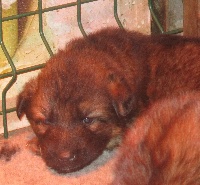 CHIOT