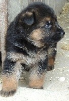 CHIOT