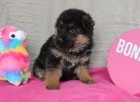 CHIOT