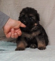 CHIOT