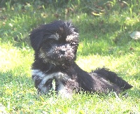 CHIOT