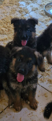 CHIOT 9