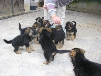 CHIOT