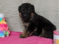 CHIOT