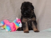 CHIOT