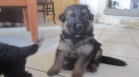CHIOT