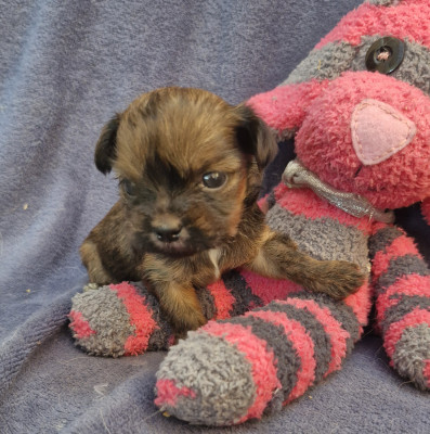 Chiot N°1
