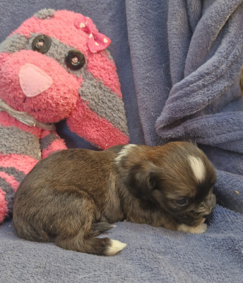 Chiot N°2