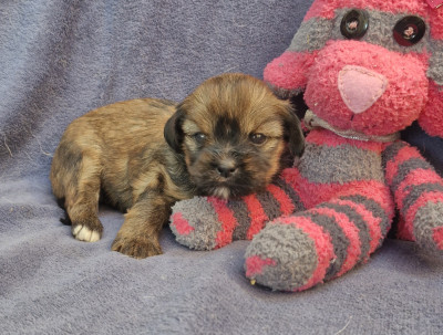 Chiot N°3