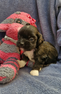 Chiot N°5