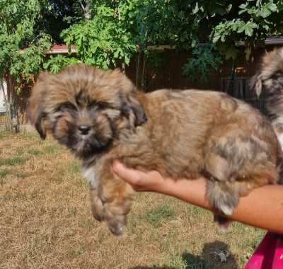 Chiot N°3