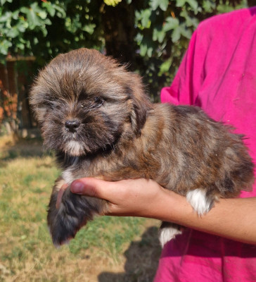 Chiot N°4