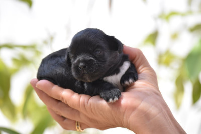 Chiot N°2