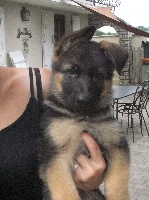 CHIOT