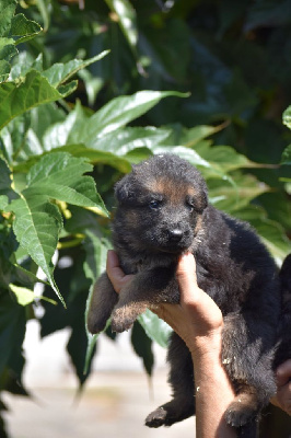 CHIOT 1