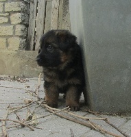 CHIOT