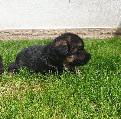 CHIOT 4