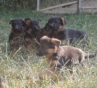 CHIOT