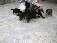 CHIOT