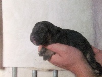 CHIOT