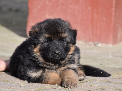CHIOT 8