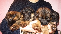 CHIOT