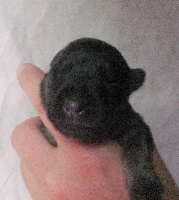 CHIOT