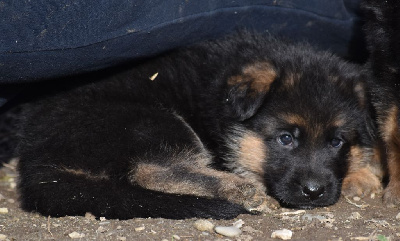 CHIOT 4