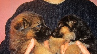 CHIOT