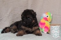 CHIOT