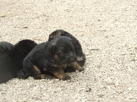 CHIOT