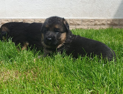 CHIOT 3
