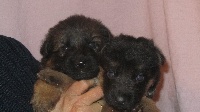 CHIOT