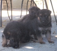 CHIOT