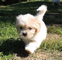 CHIOT