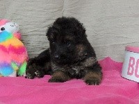 CHIOT