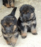 CHIOT