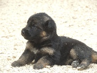 CHIOT