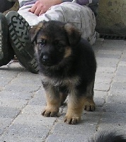 CHIOT