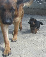 CHIOT
