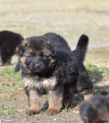 CHIOT 6
